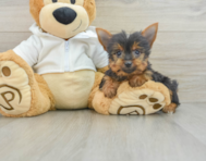 8 week old Yorkshire Terrier Puppy For Sale - Premier Pups