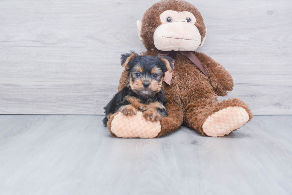 Meet Capone - our Yorkshire Terrier Puppy Photo 