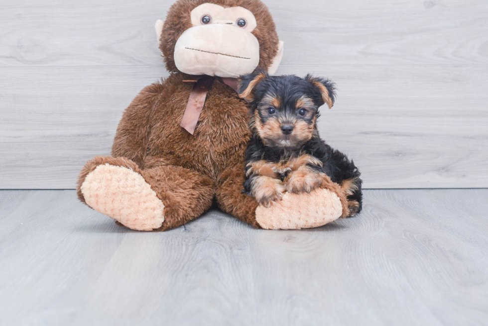 Meet Capone - our Yorkshire Terrier Puppy Photo 
