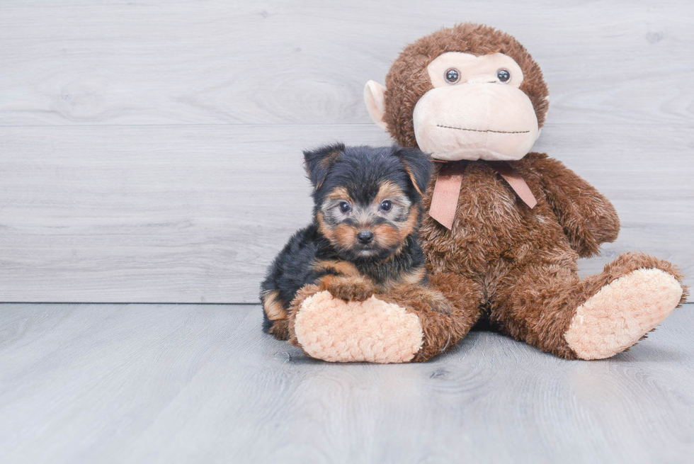 Meet Capone - our Yorkshire Terrier Puppy Photo 