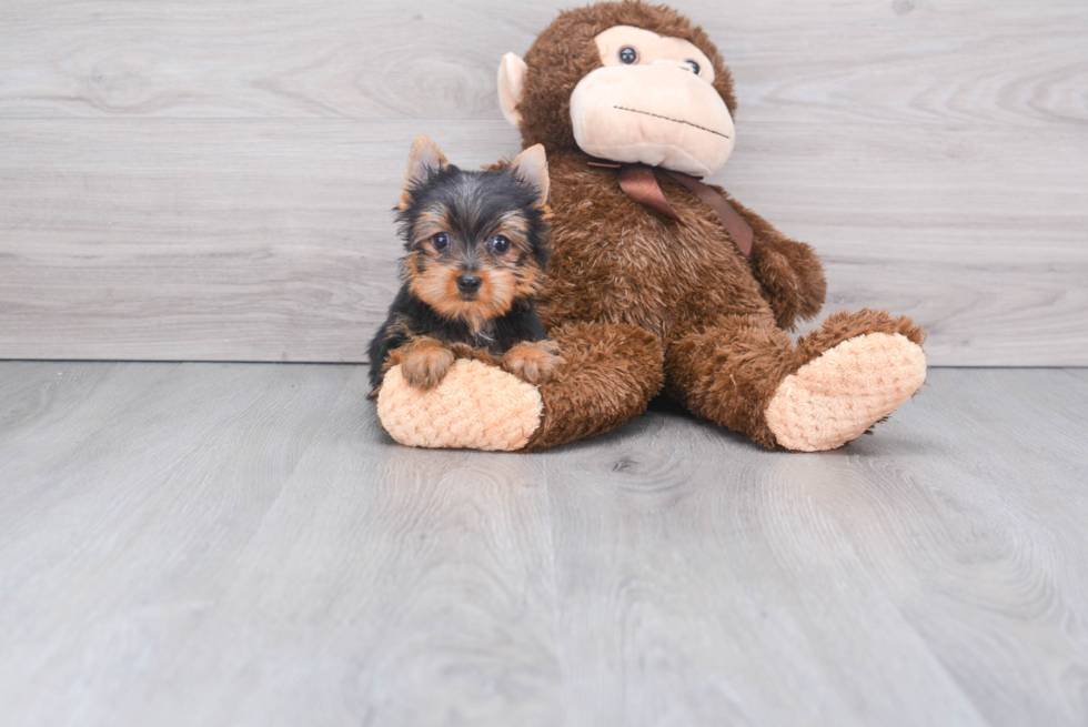 Meet Capone - our Yorkshire Terrier Puppy Photo 