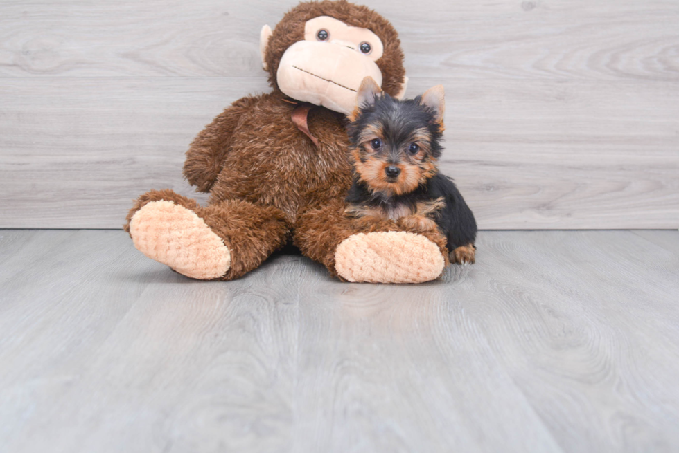 Meet Capone - our Yorkshire Terrier Puppy Photo 