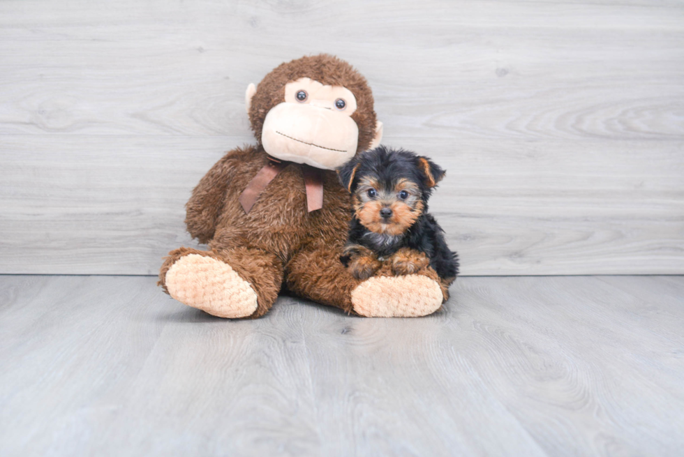 Meet Capone - our Yorkshire Terrier Puppy Photo 