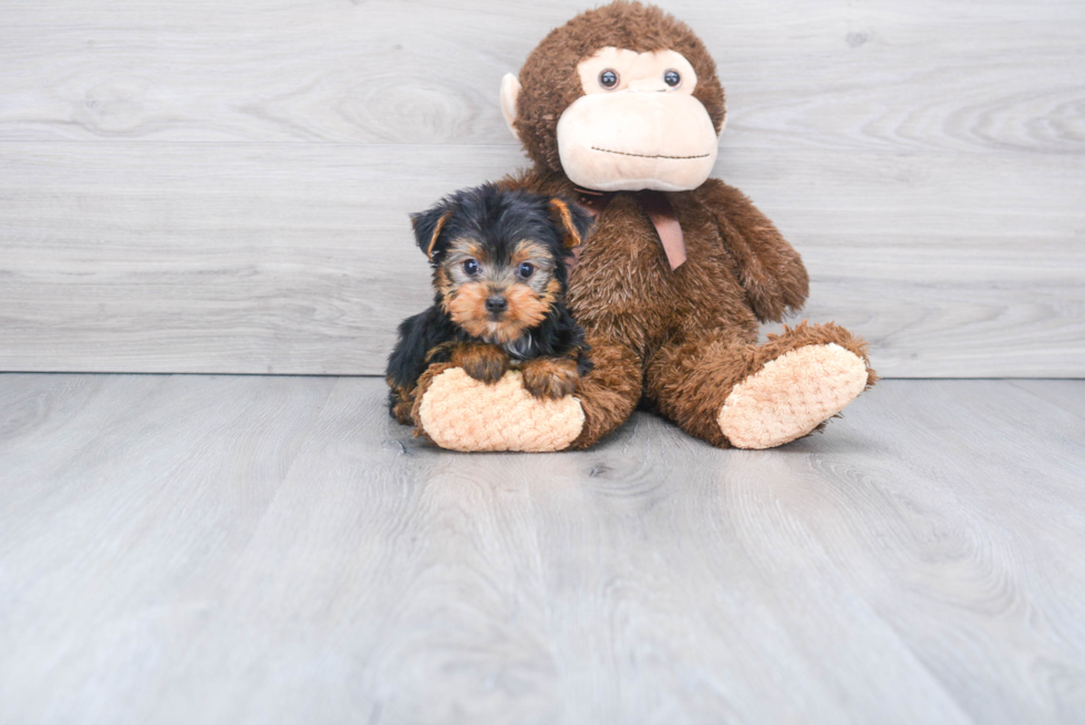 Meet Capone - our Yorkshire Terrier Puppy Photo 