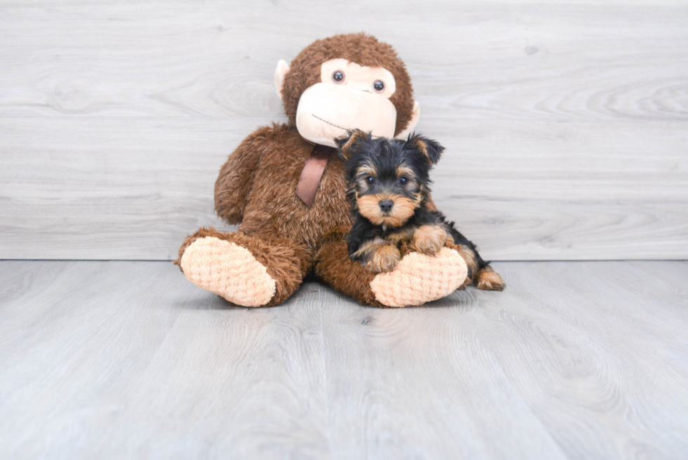 Meet Capone - our Yorkshire Terrier Puppy Photo 