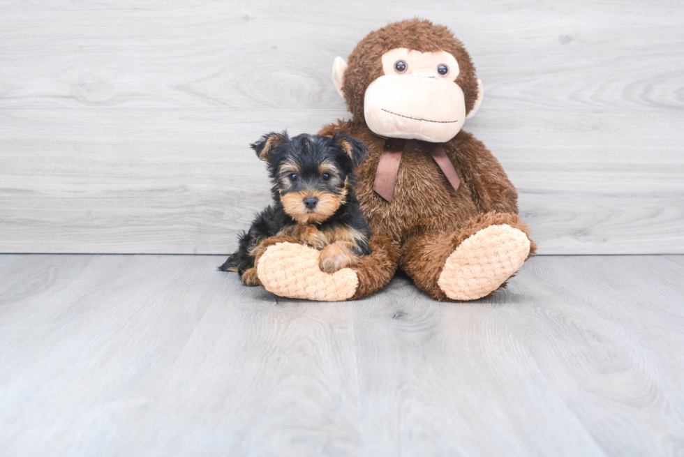 Meet Capone - our Yorkshire Terrier Puppy Photo 