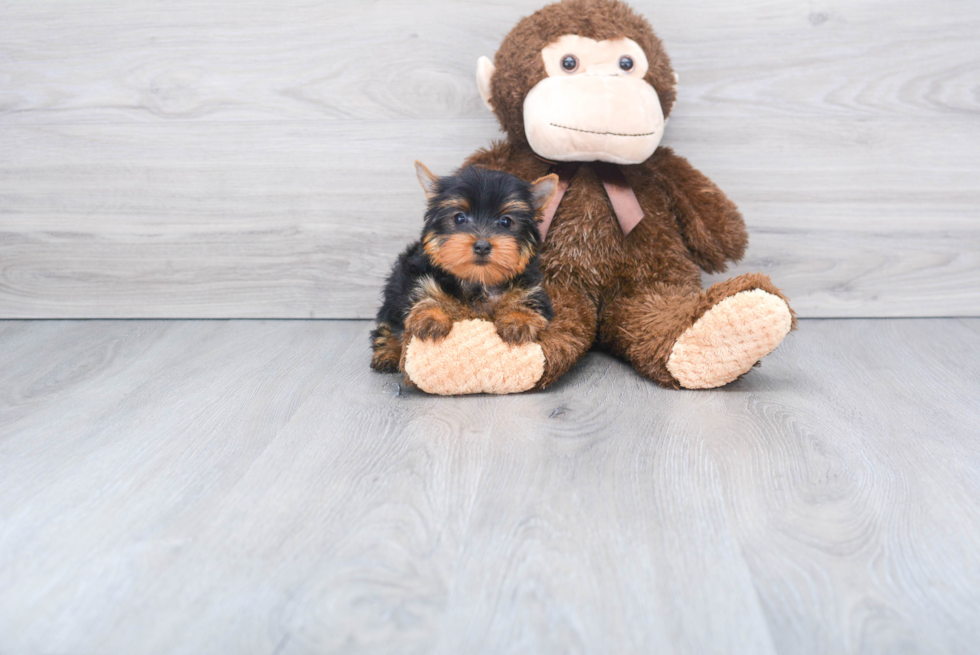 Meet Capone - our Yorkshire Terrier Puppy Photo 