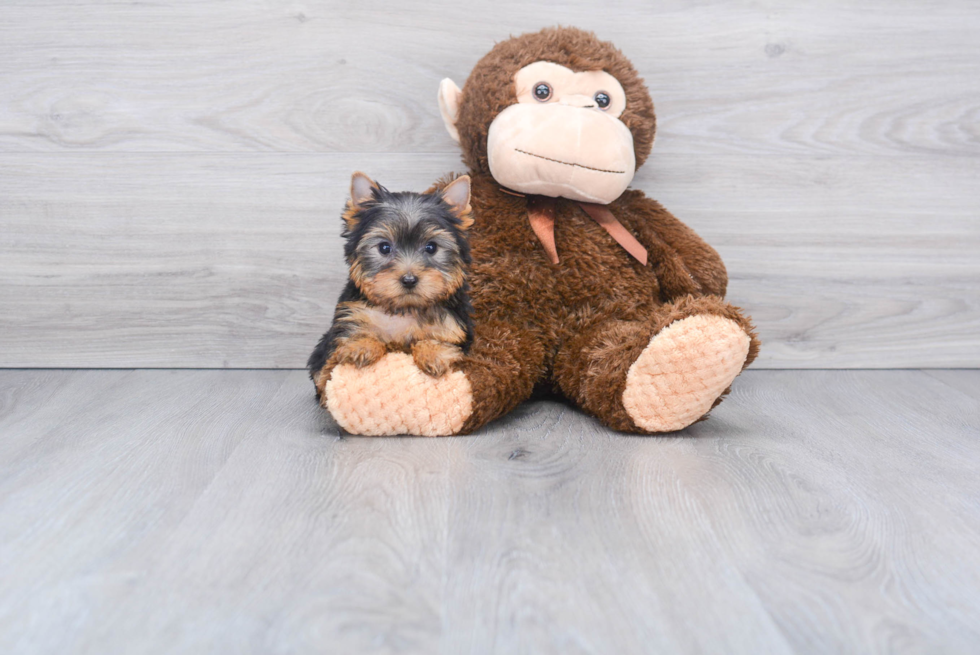 Meet Capone - our Yorkshire Terrier Puppy Photo 