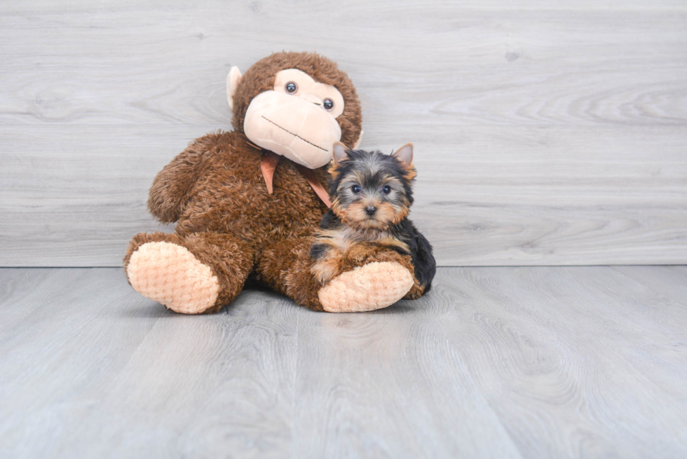 Meet Capone - our Yorkshire Terrier Puppy Photo 