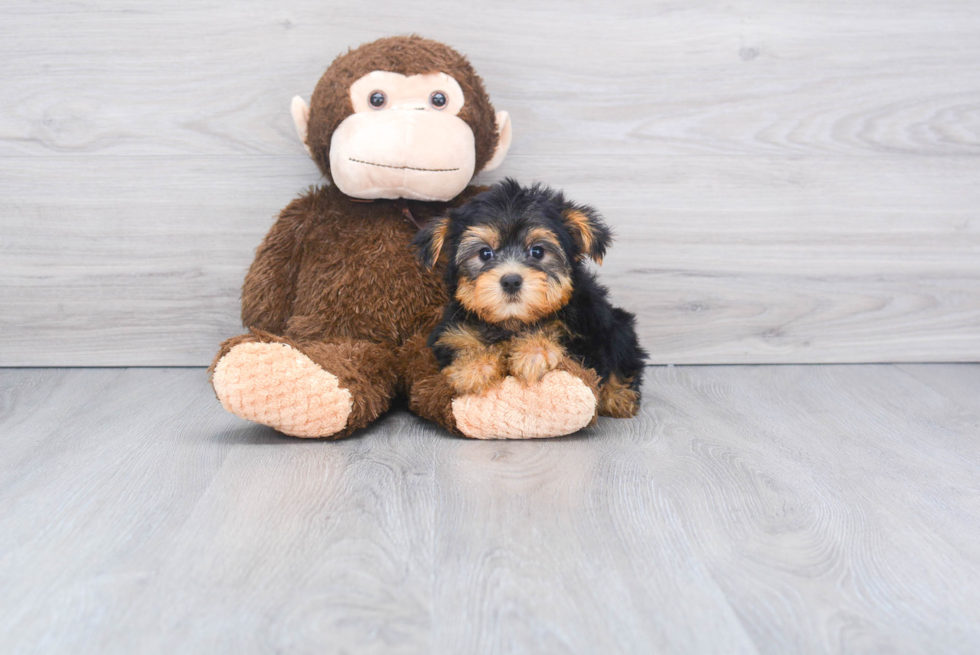 Meet Capone - our Yorkshire Terrier Puppy Photo 