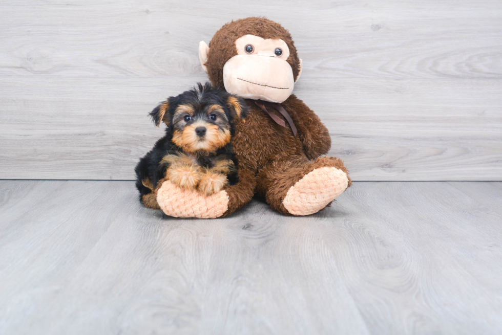 Meet Capone - our Yorkshire Terrier Puppy Photo 