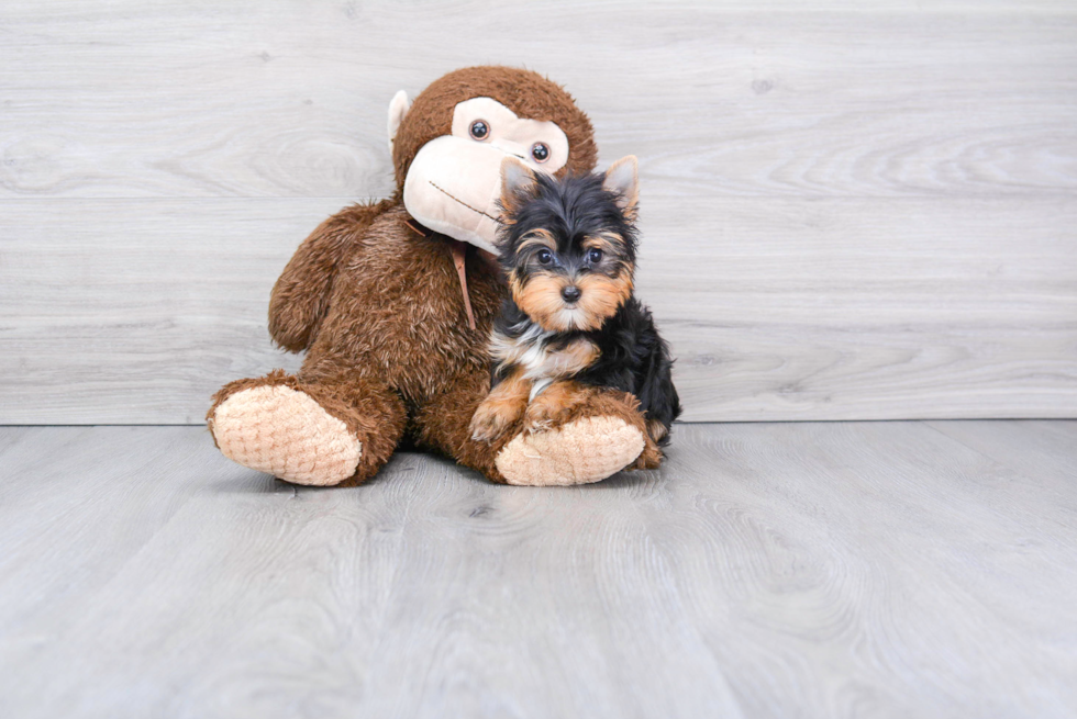 Meet Capone - our Yorkshire Terrier Puppy Photo 