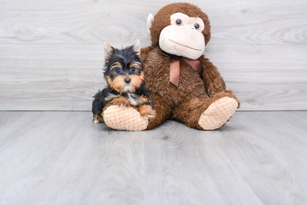 Meet Capone - our Yorkshire Terrier Puppy Photo 