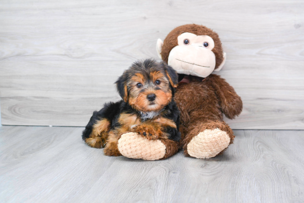 Meet Capone - our Yorkshire Terrier Puppy Photo 