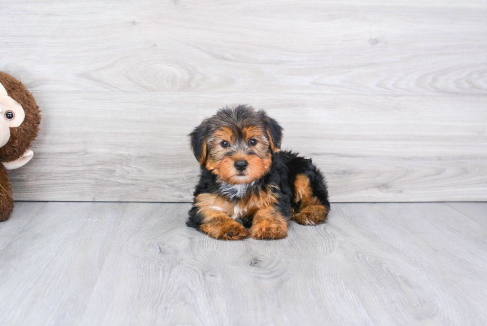 Meet Capone - our Yorkshire Terrier Puppy Photo 