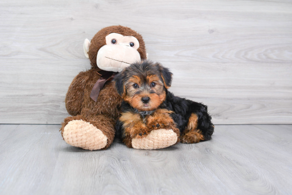Meet Capone - our Yorkshire Terrier Puppy Photo 