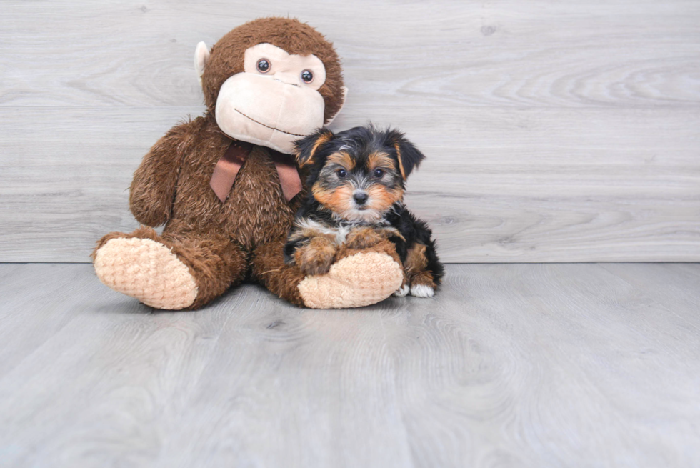 Meet Capone - our Yorkshire Terrier Puppy Photo 