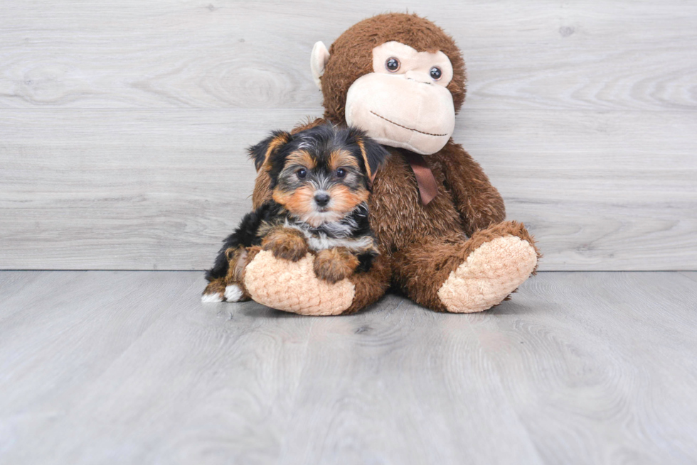 Meet Capone - our Yorkshire Terrier Puppy Photo 