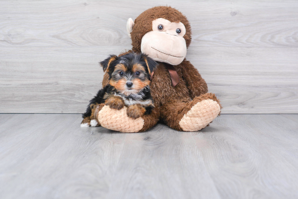 Meet Capone - our Yorkshire Terrier Puppy Photo 