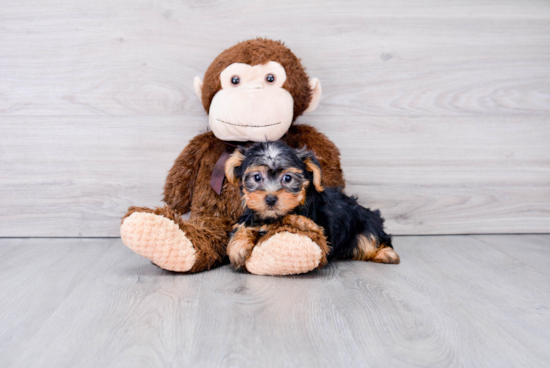 Little Yorkshire Terrier Baby