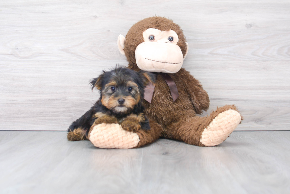 Best Yorkshire Terrier Baby