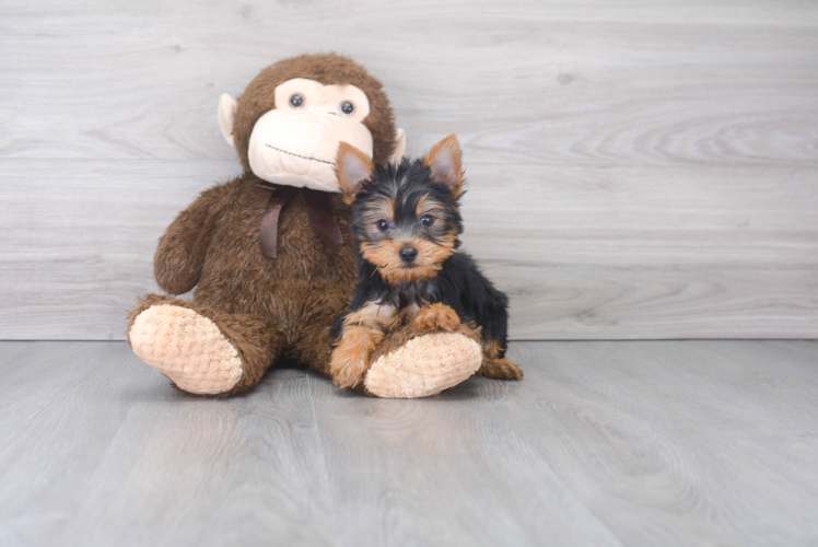 Best Yorkshire Terrier Baby