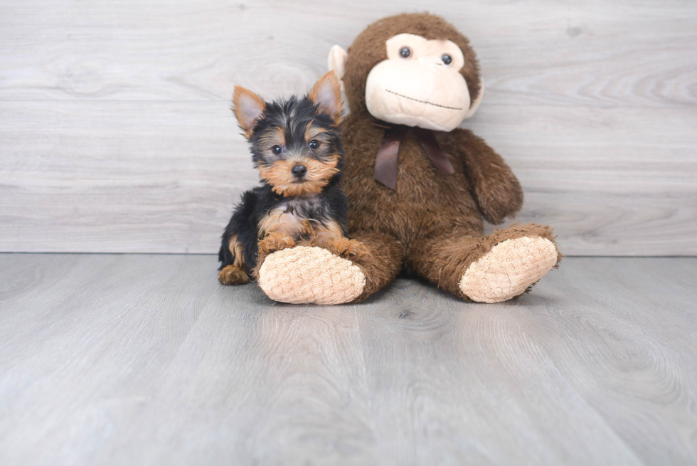 Hypoallergenic Yorkshire Terrier Baby