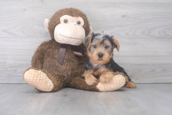 Yorkshire Terrier Puppy for Adoption