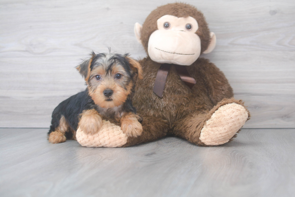 Sweet Yorkie Purebred Puppy