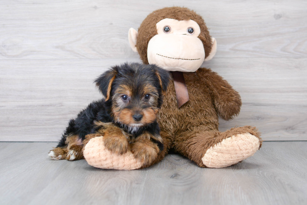 Best Yorkshire Terrier Baby