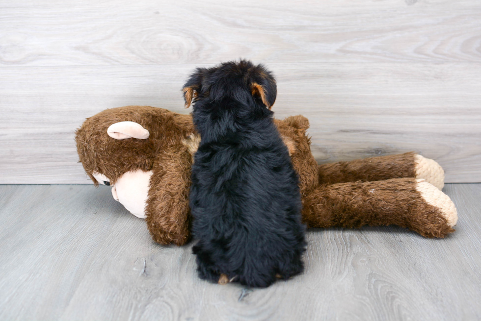 Playful Yorkshire Terrier Purebred Pup