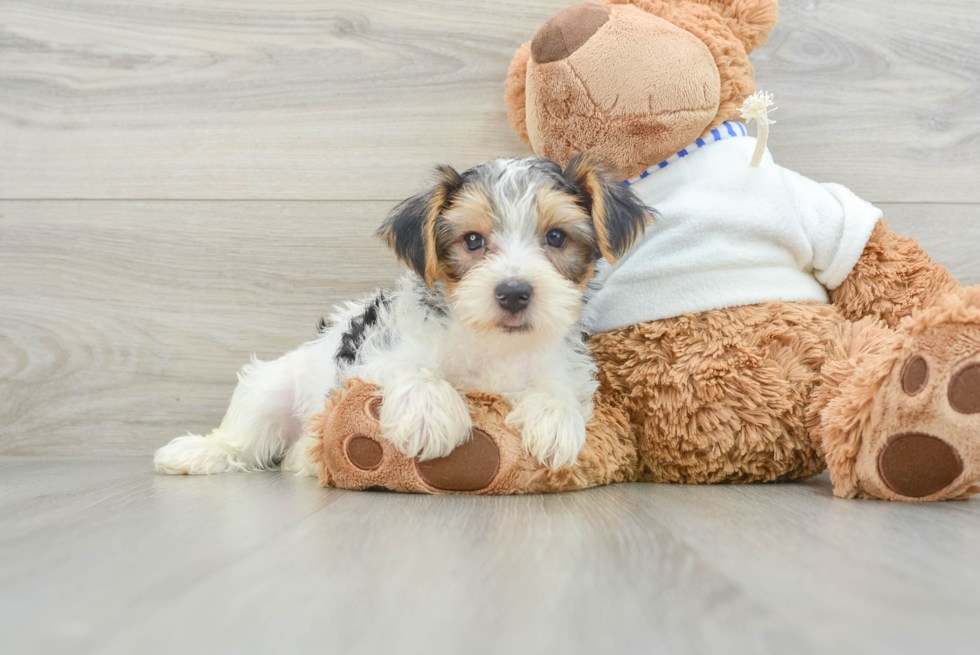 Happy Yorkie Purebred Puppy