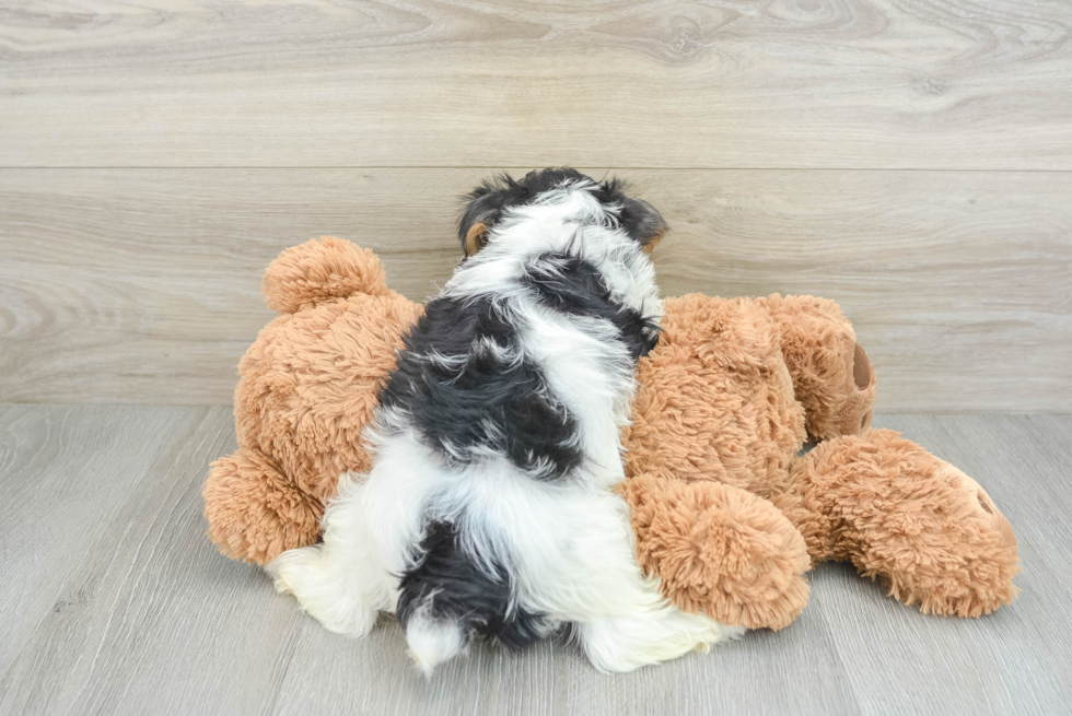 Yorkshire Terrier Pup Being Cute