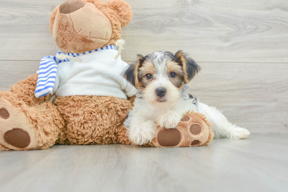 Akc Registered Yorkshire Terrier Baby