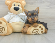 8 week old Yorkshire Terrier Puppy For Sale - Premier Pups