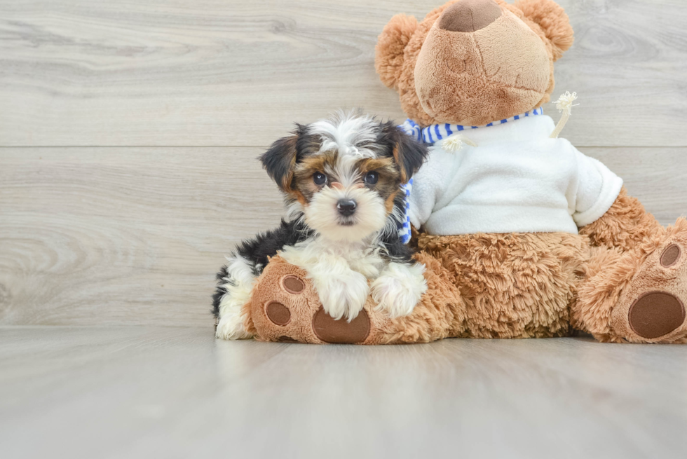 Hypoallergenic Yorkshire Terrier Baby