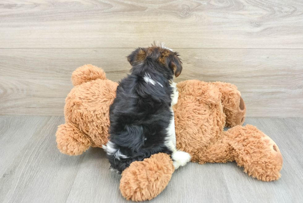 Friendly Yorkshire Terrier Baby