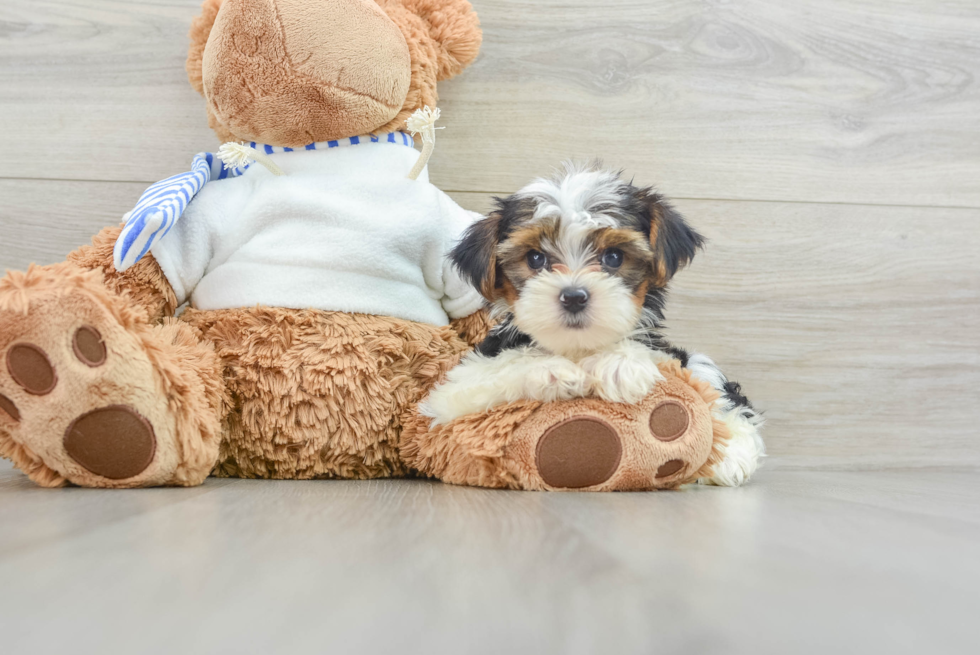 Best Yorkshire Terrier Baby