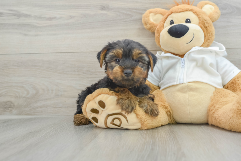 Yorkshire Terrier Puppy for Adoption