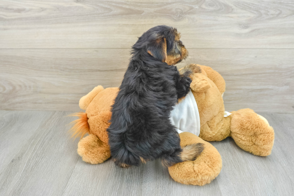 Yorkshire Terrier Puppy for Adoption