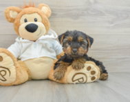 9 week old Yorkshire Terrier Puppy For Sale - Premier Pups