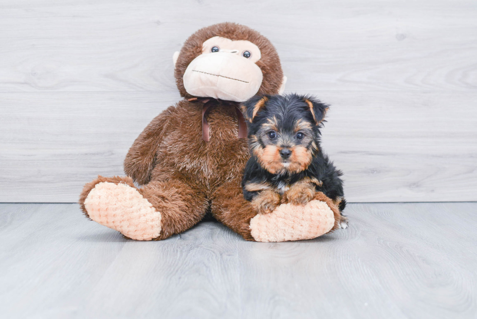 Meet Diddy - our Yorkshire Terrier Puppy Photo 