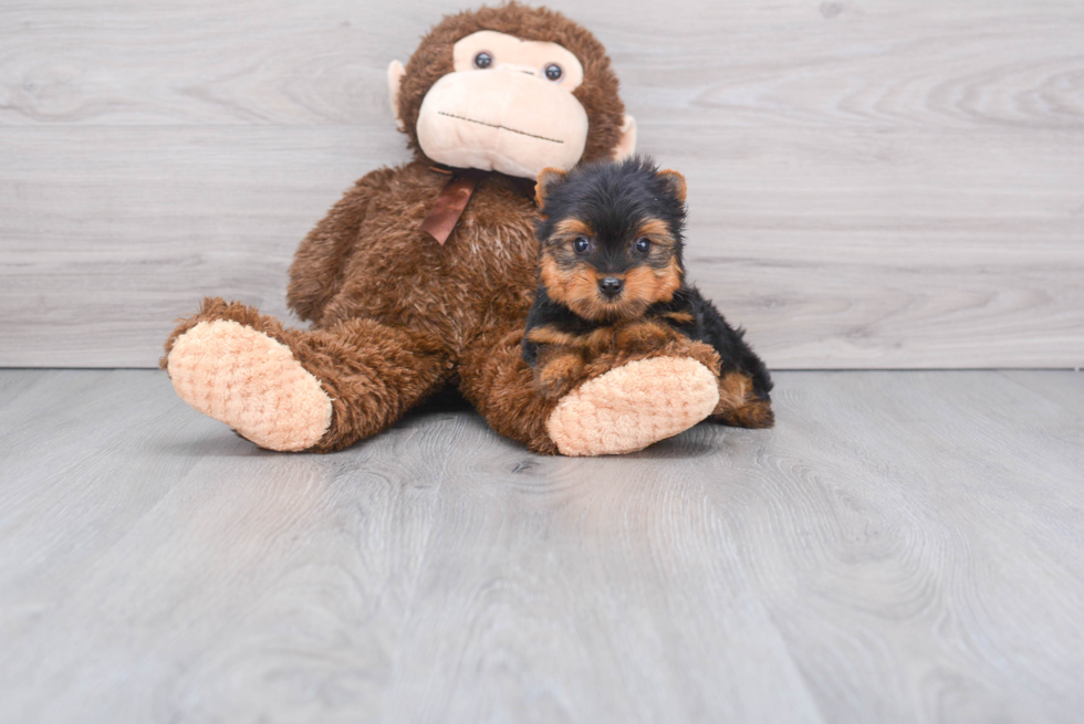 Meet Diddy - our Yorkshire Terrier Puppy Photo 