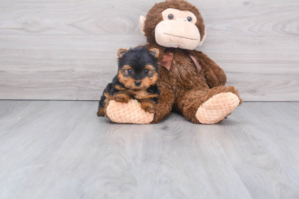 Meet Diddy - our Yorkshire Terrier Puppy Photo 