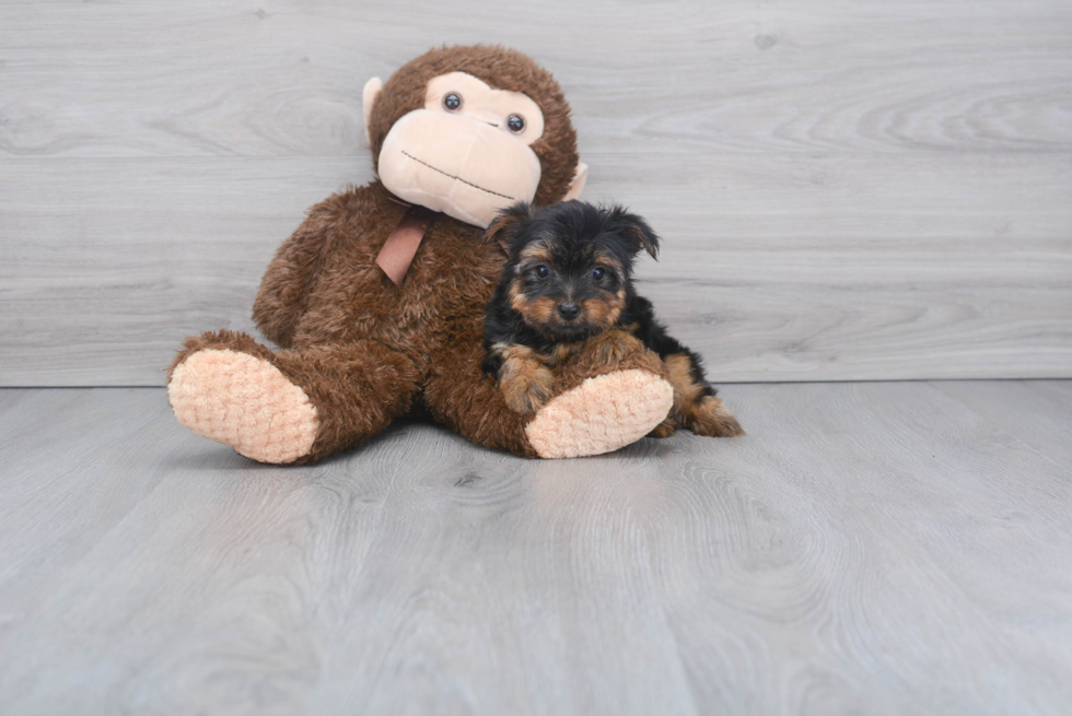 Meet Diddy - our Yorkshire Terrier Puppy Photo 