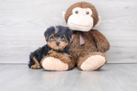 Yorkshire Terrier Puppy for Adoption