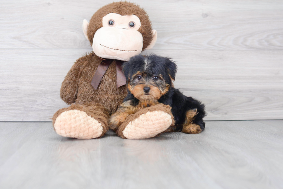 Yorkshire Terrier Pup Being Cute