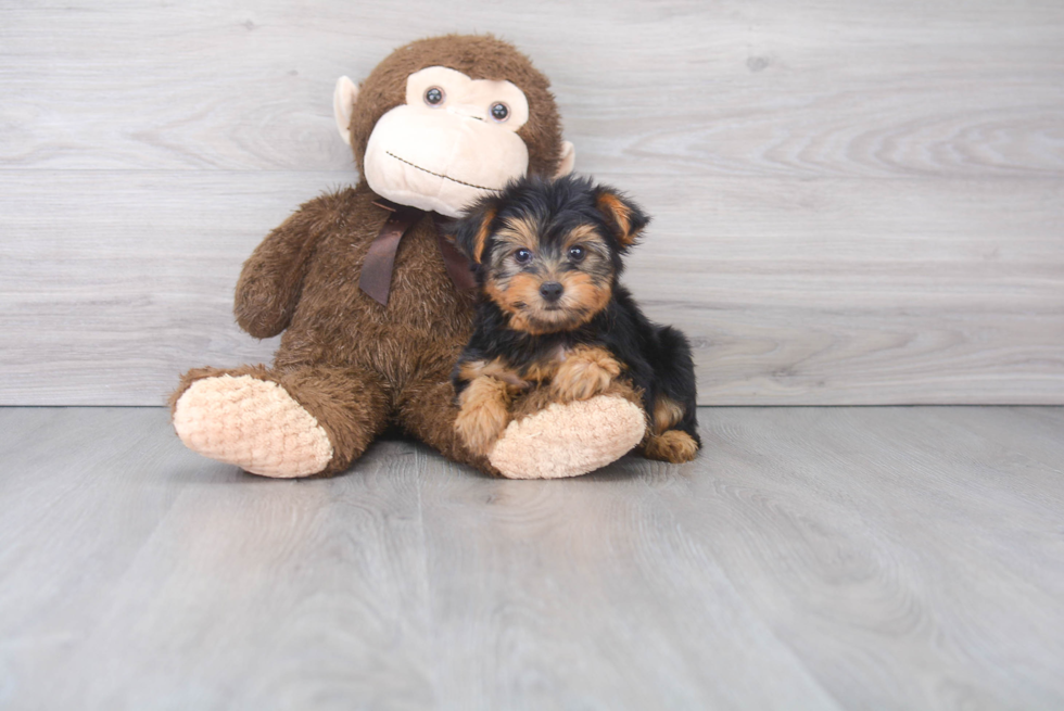 Best Yorkshire Terrier Baby