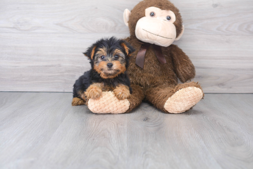 Funny Yorkshire Terrier Baby