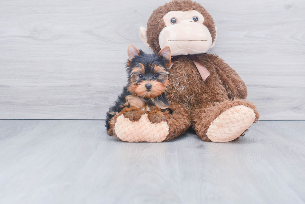 Meet Gigi - our Yorkshire Terrier Puppy Photo 